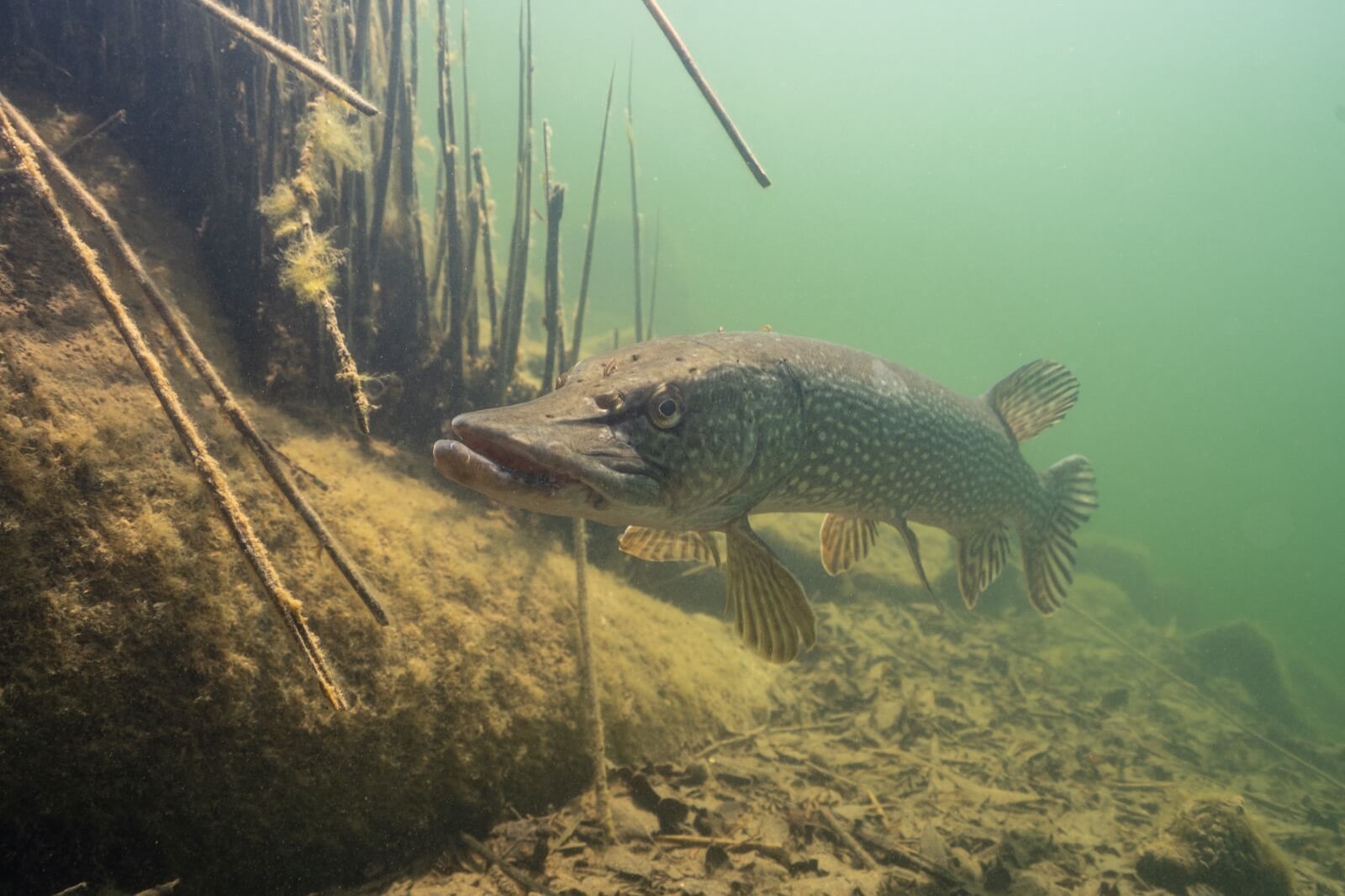 snoek-duiken-vinkeveen