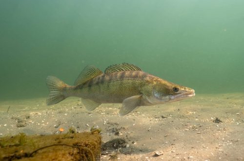 snoekbaars-duiken-vinkeveen